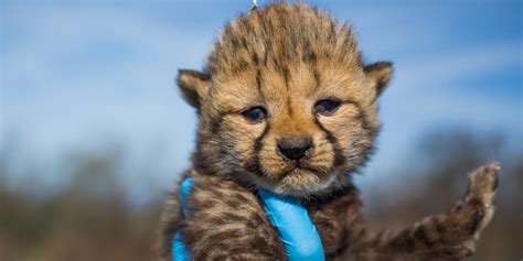 smithsonian cheetah cubs webcam.